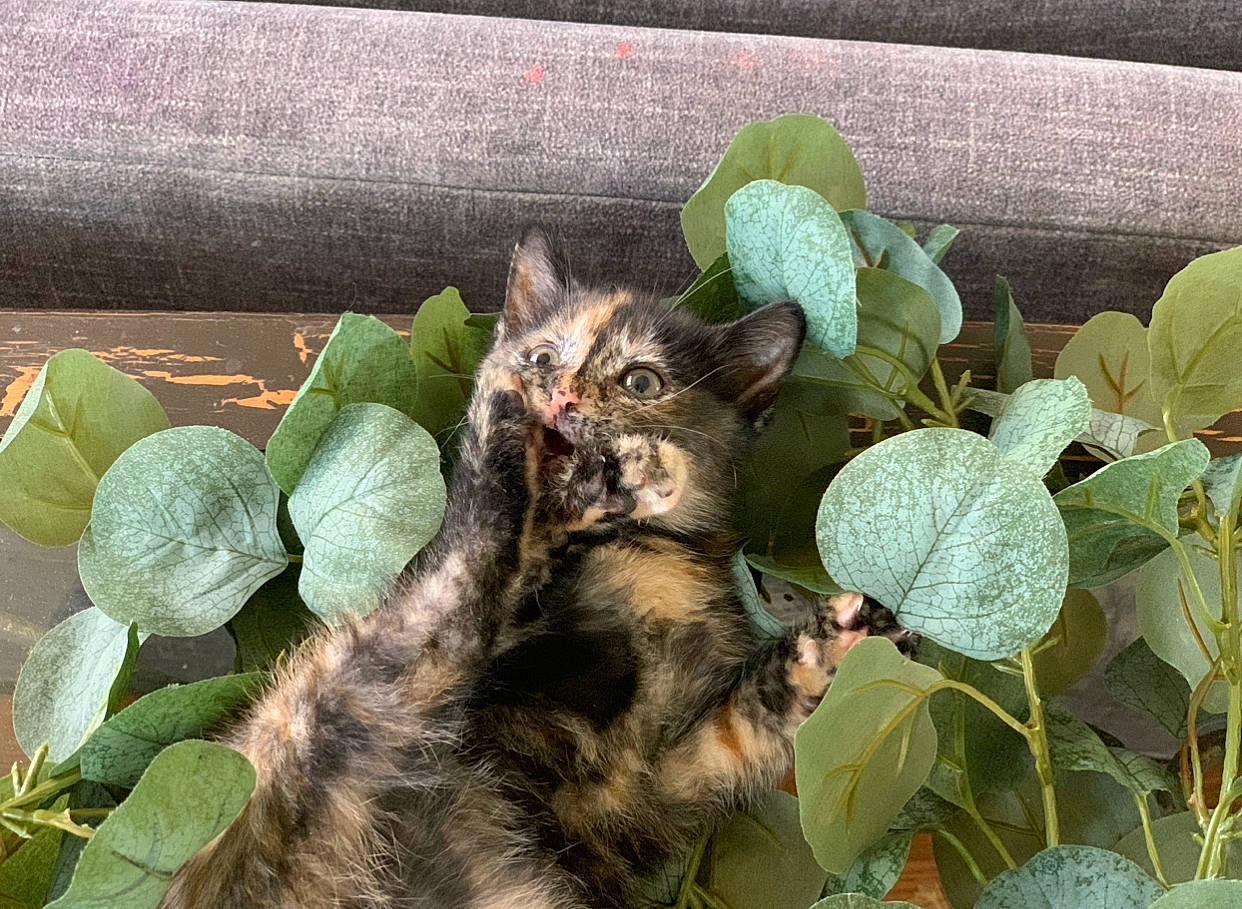 Cleopatra joined the competition — help win amazing prizes! annual_plant, carnivore, cat, domestic_short_haired_cat, fawn, felidae, flowerpot, fur, grass, groundcover, herb, leaf, leaf_vegetable, plant, small_to_medium_sized_cats, snout, tail, terrestrial_animal, terrestrial_plant, whiskers