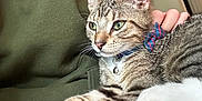 Rocket joined the competition — help win amazing prizes! bow_tie, cat, close_up, collar, comfort, cozy, domestic_animal, feline, fur, green_eyes, hand, hoodie, indoor, lap, paw, person, pet, relaxed, tabby_cat, whiskers