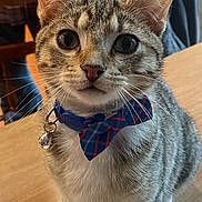 Rocket joined the competition — help win amazing prizes! bell, bow_tie, cat, close_up, collar, cute, domestic_animal, ears, eyes, front_legs, furniture, hand, indoor, person, pet, striped, tabby, table, whiskers, wooden_table