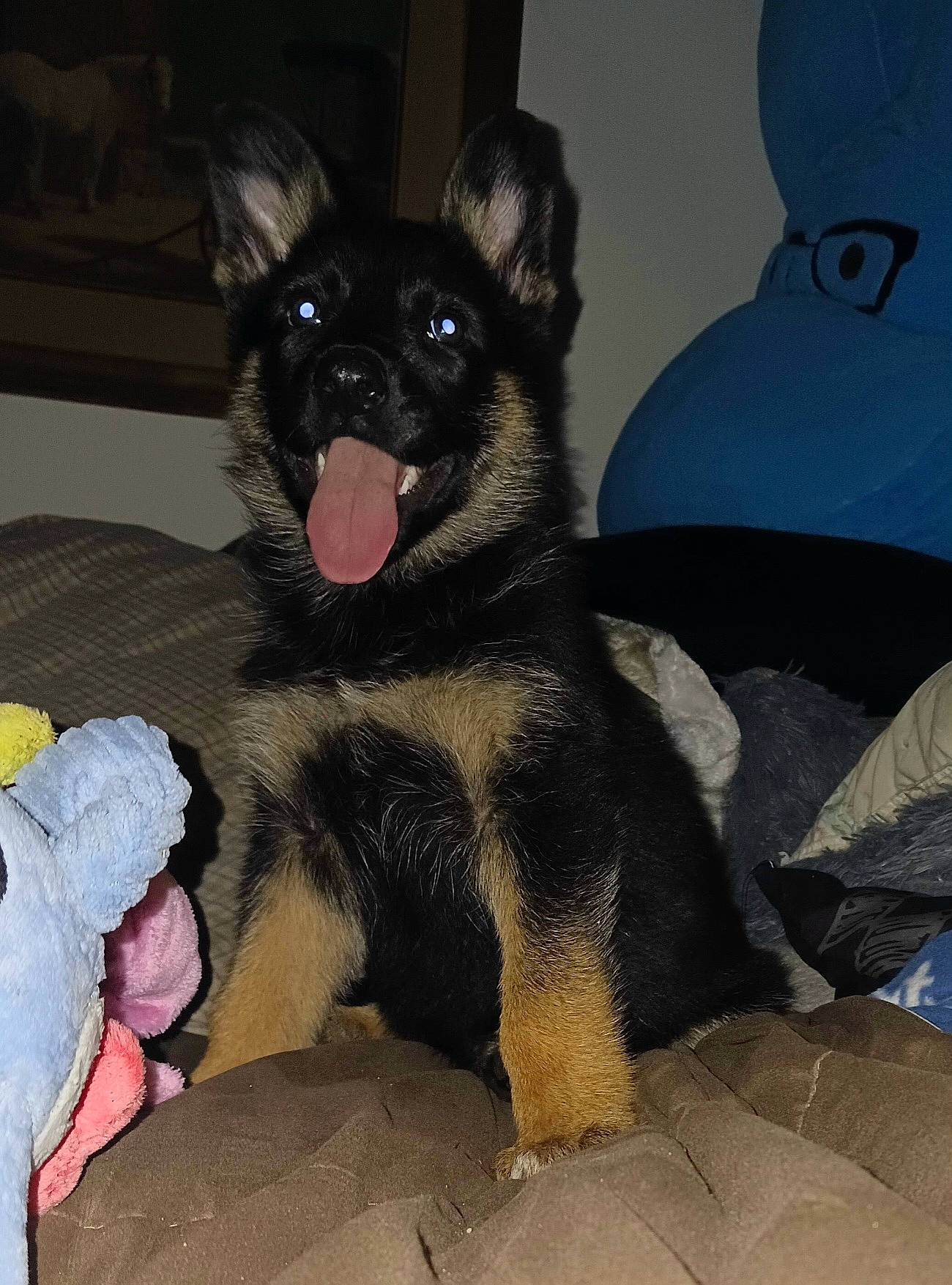 Missy joined the competition — help win amazing prizes! canidae, carnivore, comfort, companion_dog, dog, dog_breed, dog_supply, fawn, felidae, fur, grey, guard_dog, mammal, paw, sitting, snout, toy_dog, whiskers, working_animal, working_dog