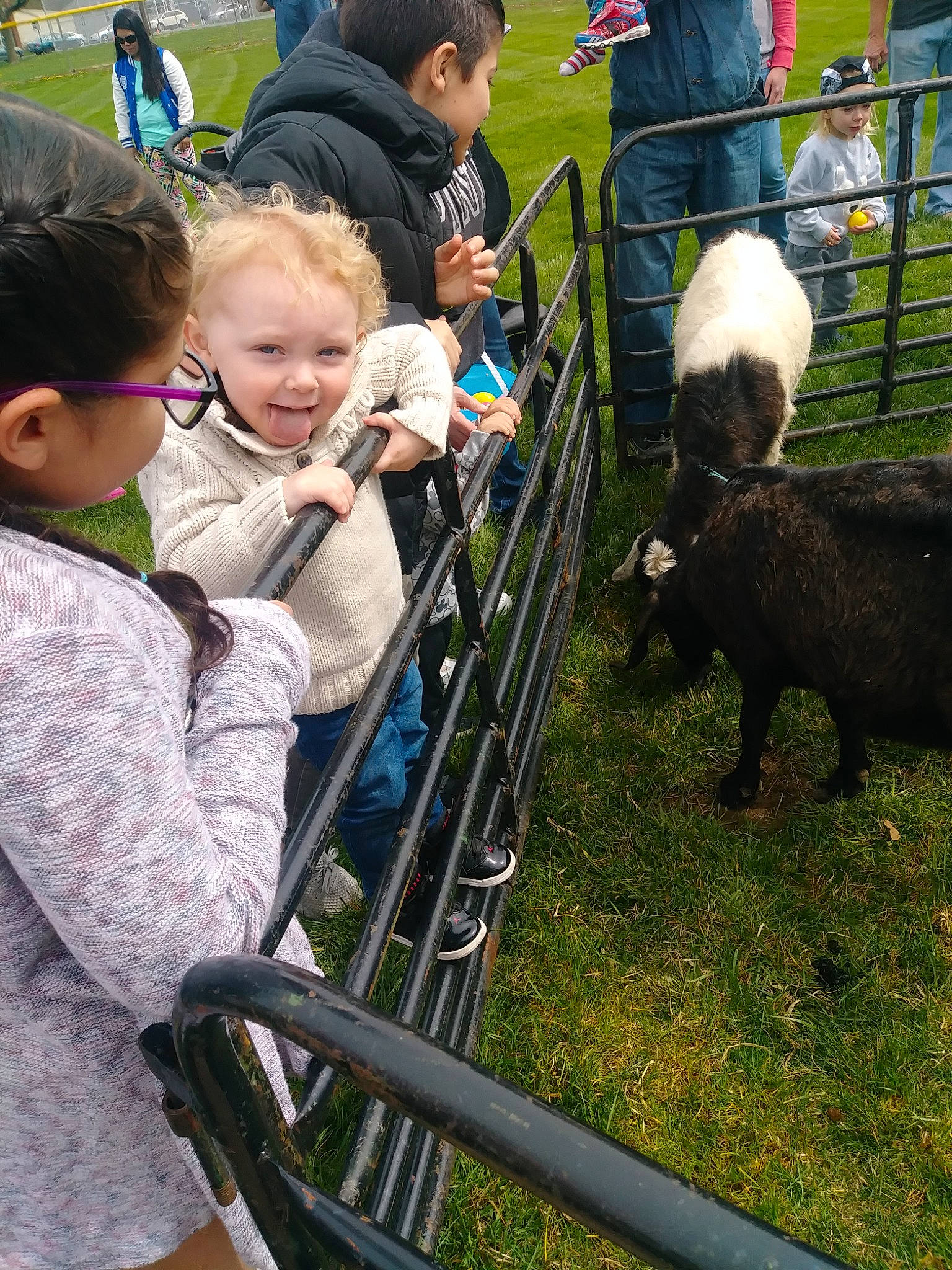 Xavier is registered to the contest to win money with this photo: cow_goat_family, headwear, joy, livestock, person, sheep, zoo