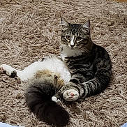 Georgie joined the competition — help win amazing prizes! asian, carnivore, cat, domestic_short_haired_cat, dragon_li, european_shorthair, felidae, fur, kitten, maine_coon, mammal, norwegian_forest_cat, polydactyl_cat, siberian, small_to_medium_sized_cats, snout, tabby_cat, tail, whiskers, wild_cat