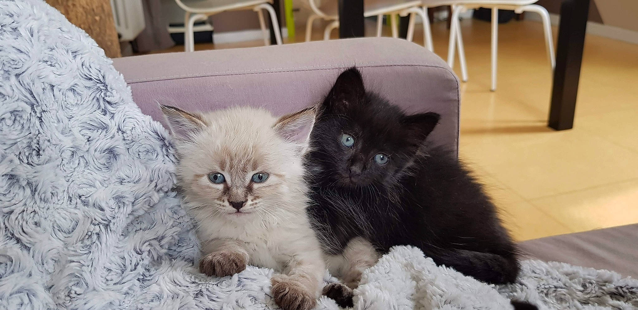 Oggy Et Orla a rejoint le concours — aidez-le/la à gagner de superbes lots ! asian_semi_longhair, black_cat, british_longhair, british_semi_longhair, carnivore, cat, cymric, domestic_long_haired_cat, domestic_short_haired_cat, felidae, kitten, mammal, nebelung, norwegian_forest_cat, ragamuffin, ragdoll, siberian, small_to_medium_sized_cats, vertebrate, whiskers