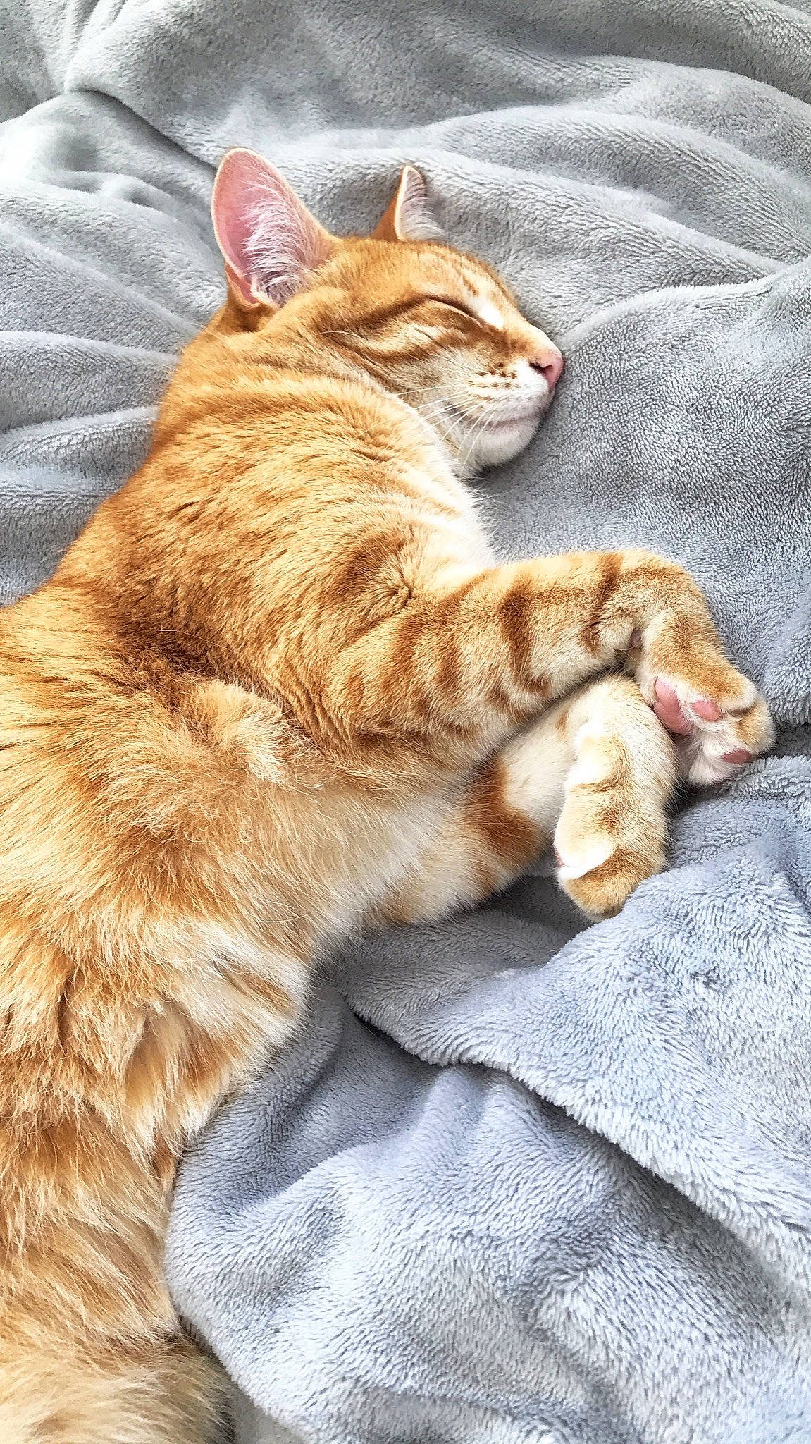 Moky a rejoint le concours — aidez-le/la à gagner de superbes lots ! aegean_cat, american_wirehair, arabian_mau, asian, australian_mist, carnivore, cat, claw, domestic_short_haired_cat, european_shorthair, felidae, german_rex, kitten, mammal, paw, polydactyl_cat, small_to_medium_sized_cats, snout, tabby_cat, whiskers