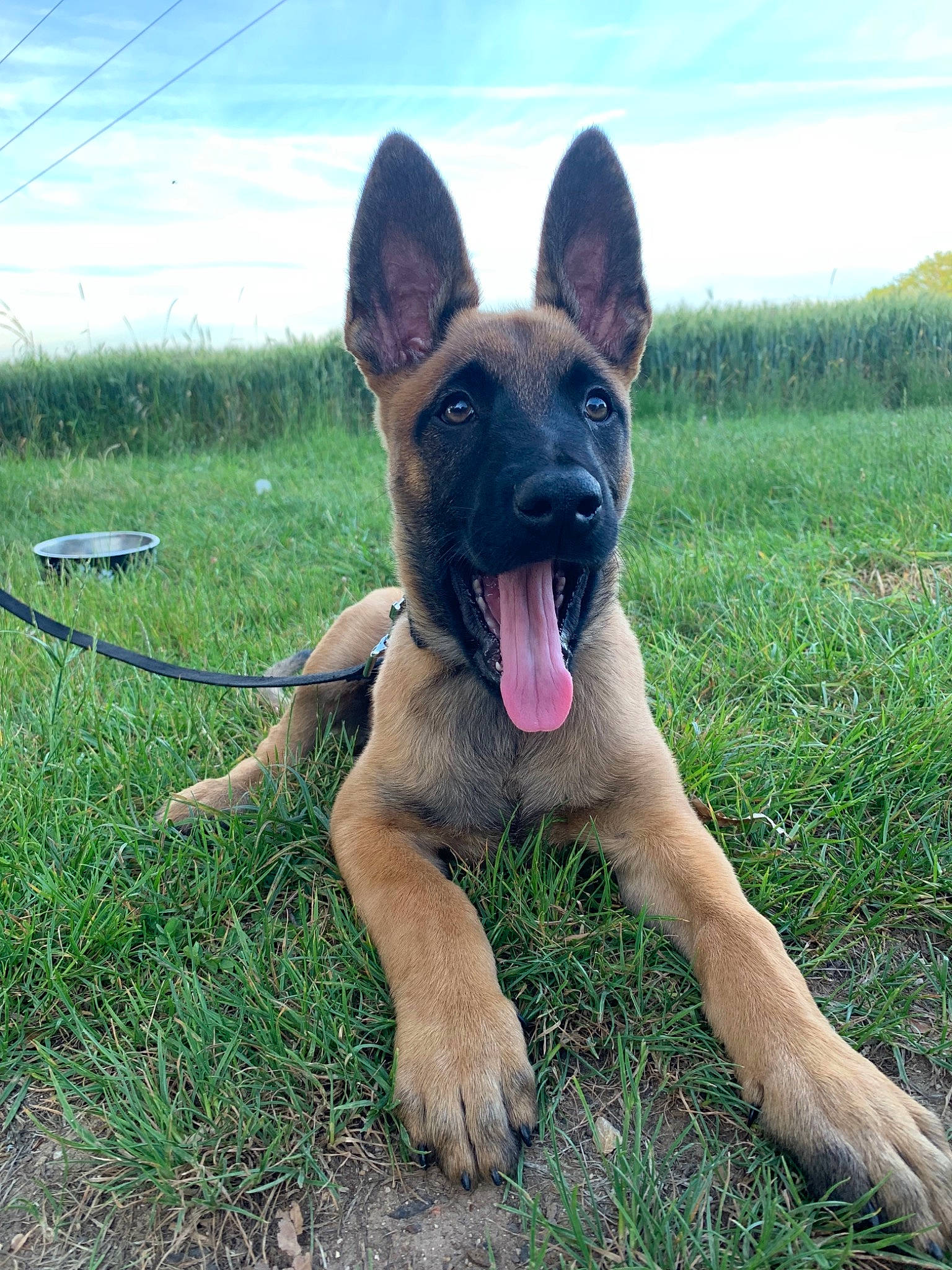 Phalco participe au concours pour gagner de l'argent avec cette photo : belgian_shepherd, belgian_shepherd_malinois, canidae, carnivore, dog, dog_breed, east_european_shepherd, fawn, german_shepherd_dog, king_shepherd, kunming_wolfdog, mammal, old_german_shepherd_dog, police_dog, rare_breed_dog, snout, vertebrate, working_dog