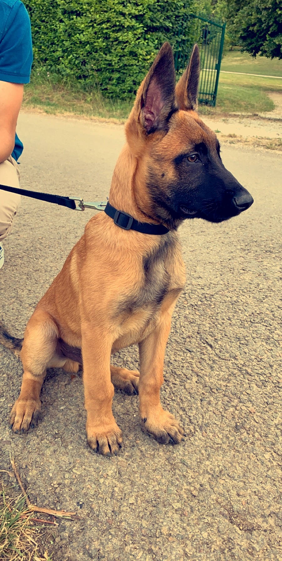 Phalco participe au concours pour gagner de l'argent avec cette photo : belgian_shepherd, belgian_shepherd_malinois, black_mouth_cur, canidae, carnivore, dog, dog_breed, fawn, german_shepherd_dog, mammal, rare_breed_dog, snout, vertebrate, working_dog