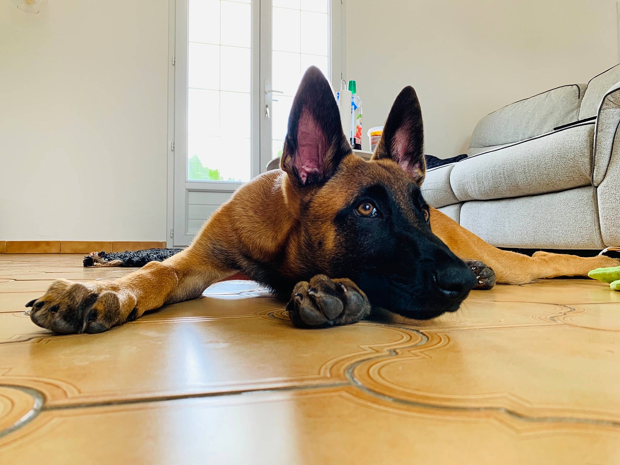 Phalco participe au concours pour gagner de l'argent avec cette photo : belgian_shepherd, belgian_shepherd_malinois, canidae, carnivore, dog, dog_breed, ear, fawn, floor, german_shepherd_dog, guard_dog, mammal, snout, vertebrate, working_dog