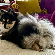 Ivy is registered to the contest to win money with this photo: dog, pomeranian, fluffy, pet, indoor, couch, pillow, purple, yellow, fur, animal, small_dog, relaxed, looking_back, cute, companion, home, furniture, cozy, paw