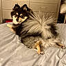 Ivy is registered to the contest to win money with this photo: dog, pomeranian, bed, fluffy, fur, tail, indoors, pet, animal, resting, looking_back, cozy, furniture, blanket, cute, small_dog, domestic, companion, relaxed, brown