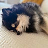 Ivy is registered to the contest to win money with this photo: dog, sleeping, fluffy, black_and_white, close_up, pet, cozy, indoor, soft_focus, resting, fur, cute, animal, mammal, peaceful, nose, whiskers, texture, blanket, relaxation