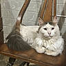 animal, cat, chair, domestic_cat, ears, feline, floor, fur, gray_fur, household, indoor, looking_at_camera, pet, relaxed, resting, tail, tile_wall, whiskers, white_fur, wooden_chair
