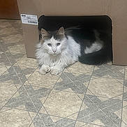 Jasper joined the competition — help win amazing prizes! cat, cardboard_box, floor, tile, indoor, pet, animal, white_fur, black_fur, resting, looking, cute, feline, domestic_cat, fur, ears, whiskers, paws, home, relaxed