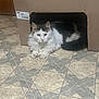 cat, cardboard_box, floor, tile, indoor, pet, animal, white_fur, black_fur, resting, looking, cute, feline, domestic_cat, fur, ears, whiskers, paws, home, relaxed