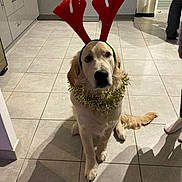 Aribo participe au concours pour gagner de l'argent avec cette photo : dog, golden_retriever, pet, reindeer_antlers, tinsel, costume, christmas, holiday, kitchen, tiles, sitting, looking_up, guilty_look, tail, paw, cabinet, trash_bin, human_leg, shadow, indoor_lighting