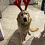 dog, golden_retriever, pet, reindeer_antlers, tinsel, costume, christmas, holiday, kitchen, tiles, sitting, looking_up, guilty_look, tail, paw, cabinet, trash_bin, human_leg, shadow, indoor_lighting