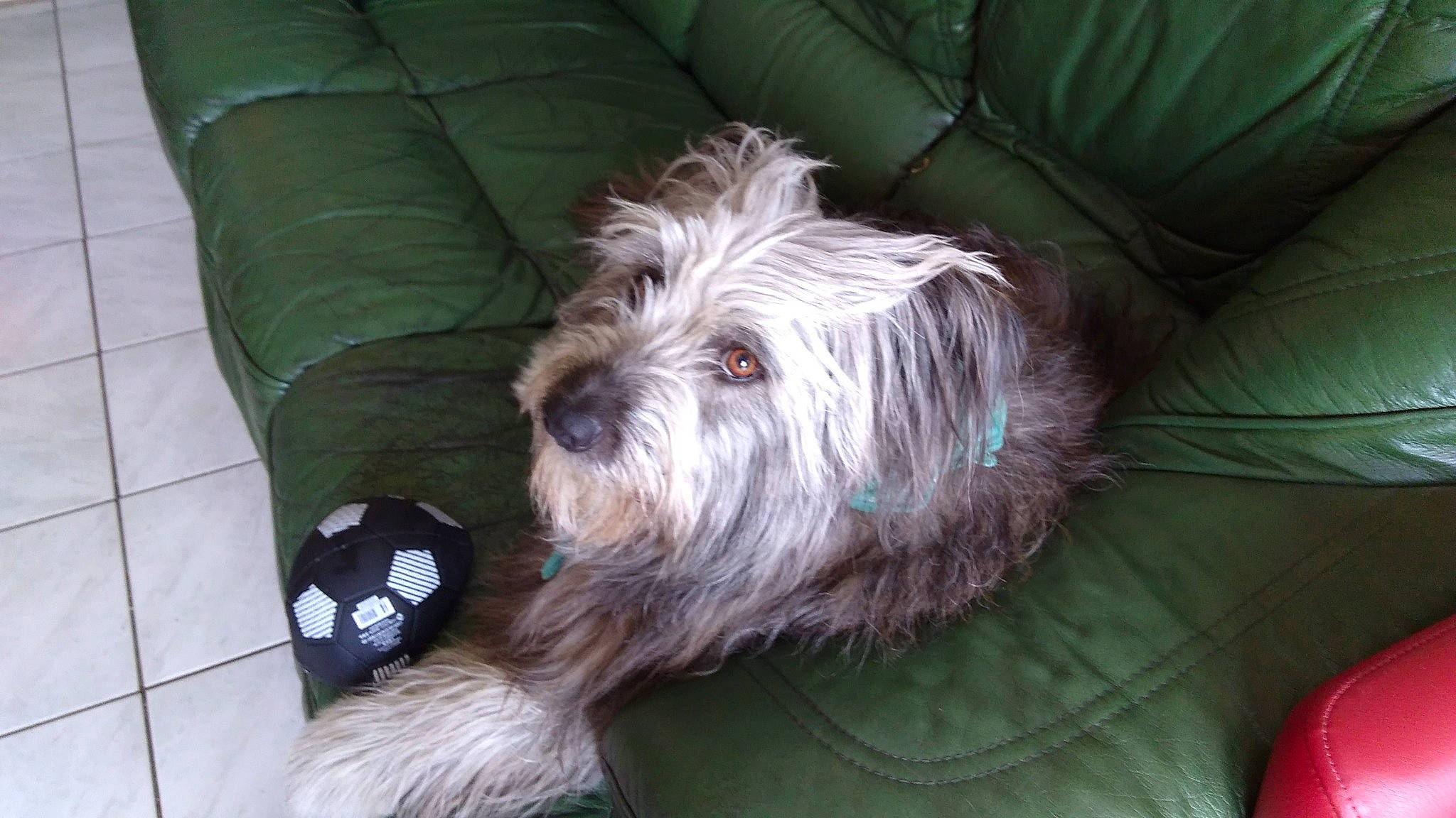 Jagger a rejoint le concours — aidez-le/la à gagner de superbes lots ! carnivore, companion_dog, dog, dog_breed, fur, schnauzer, small_terrier, terrier, toy_dog, working_animal, yorkipoo