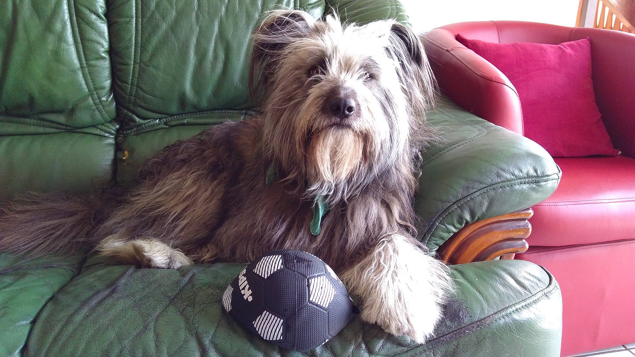 Jagger a rejoint le concours — aidez-le/la à gagner de superbes lots ! ball, carnivore, comfort, companion_dog, couch, dog, dog_breed, dog_supply, fur, grass, liver, sitting, small_terrier, smile, snout, sporting_group, sports_equipment, terrier, toy_dog, working_animal