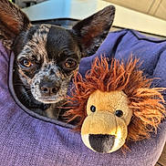 Vic a rejoint le concours — aidez-le/la à gagner de superbes lots ! dog, puppy, chihuahua, stuffed_animal, lion_toy, pet_bed, purple, furniture, indoor, close_up, cute, small_dog, fur, ears, toy, pet, animal, cozy, sunlight, floor