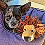 dog, puppy, chihuahua, stuffed_animal, lion_toy, pet_bed, purple, furniture, indoor, close_up, cute, small_dog, fur, ears, toy, pet, animal, cozy, sunlight, floor