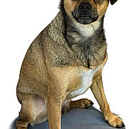 Duke is registered to the contest to win money with this photo: dog, animal, pet, brown_fur, sitting, portrait, canine, fur, ears, paw, nail, snout, whiskers, alert, domestic_animal, mammal, companion, cute, indoor, expression