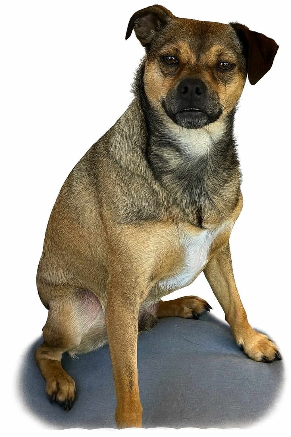 Duke