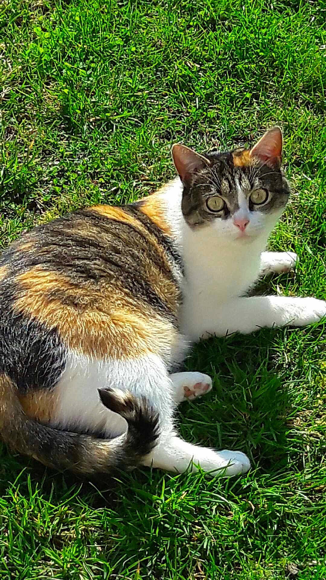 Chanel participe au concours pour gagner de l'argent avec cette photo : art, carnivore, cat, domestic_short_haired_cat, eye, fawn, felidae, fur, grass, groundcover, paw, plant, sitting, small_to_medium_sized_cats, snout, tail, terrestrial_animal, tree, whiskers, wildlife