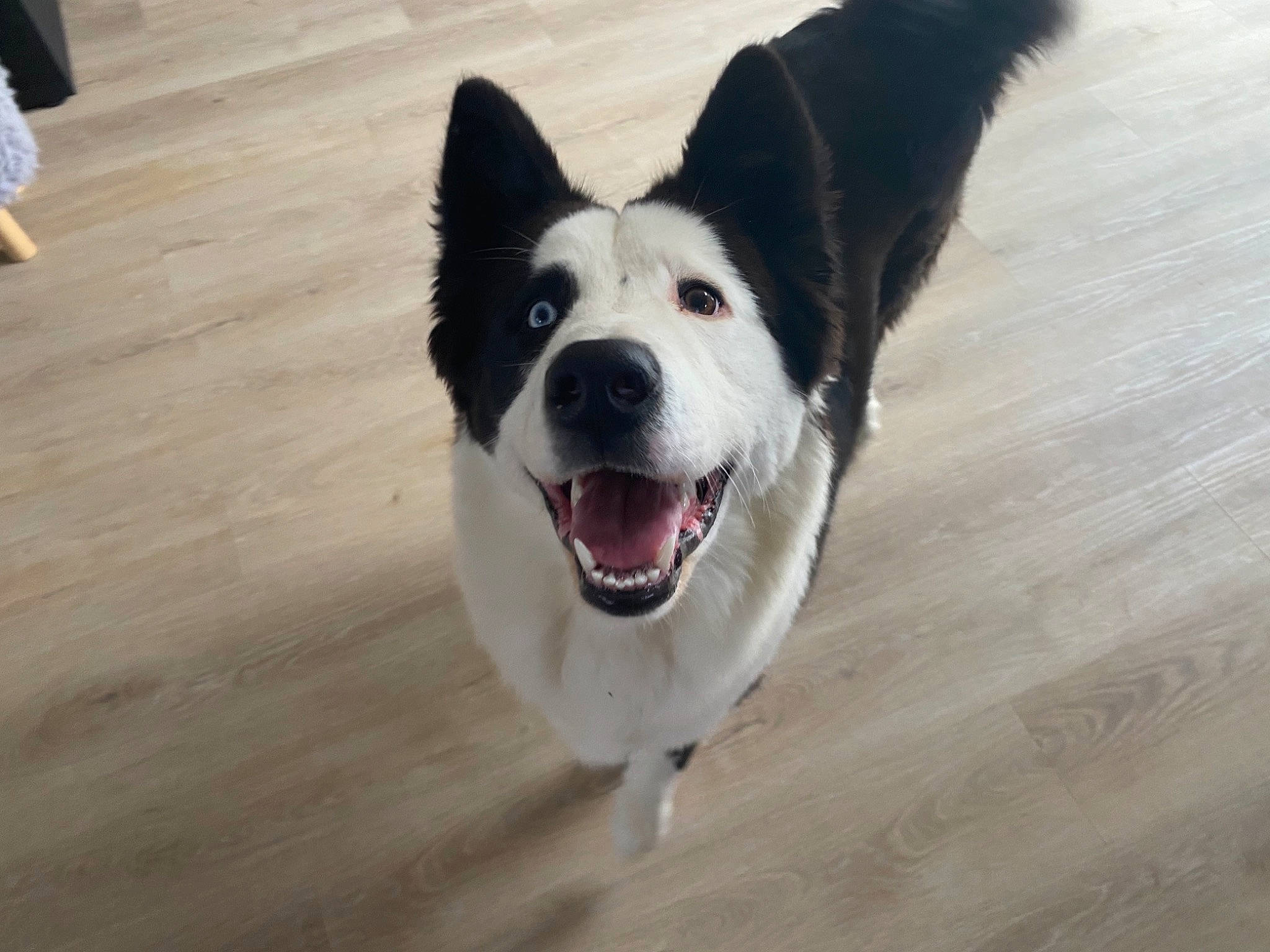 Snow participe au concours pour gagner de l'argent avec cette photo : carnivore, collar, companion_dog, dog, dog_breed, dog_collar, flooring, foot, fur, hardwood, herding_dog, paw, snout, sporting_group, tail, varnish, whiskers, wood, working_animal, working_dog