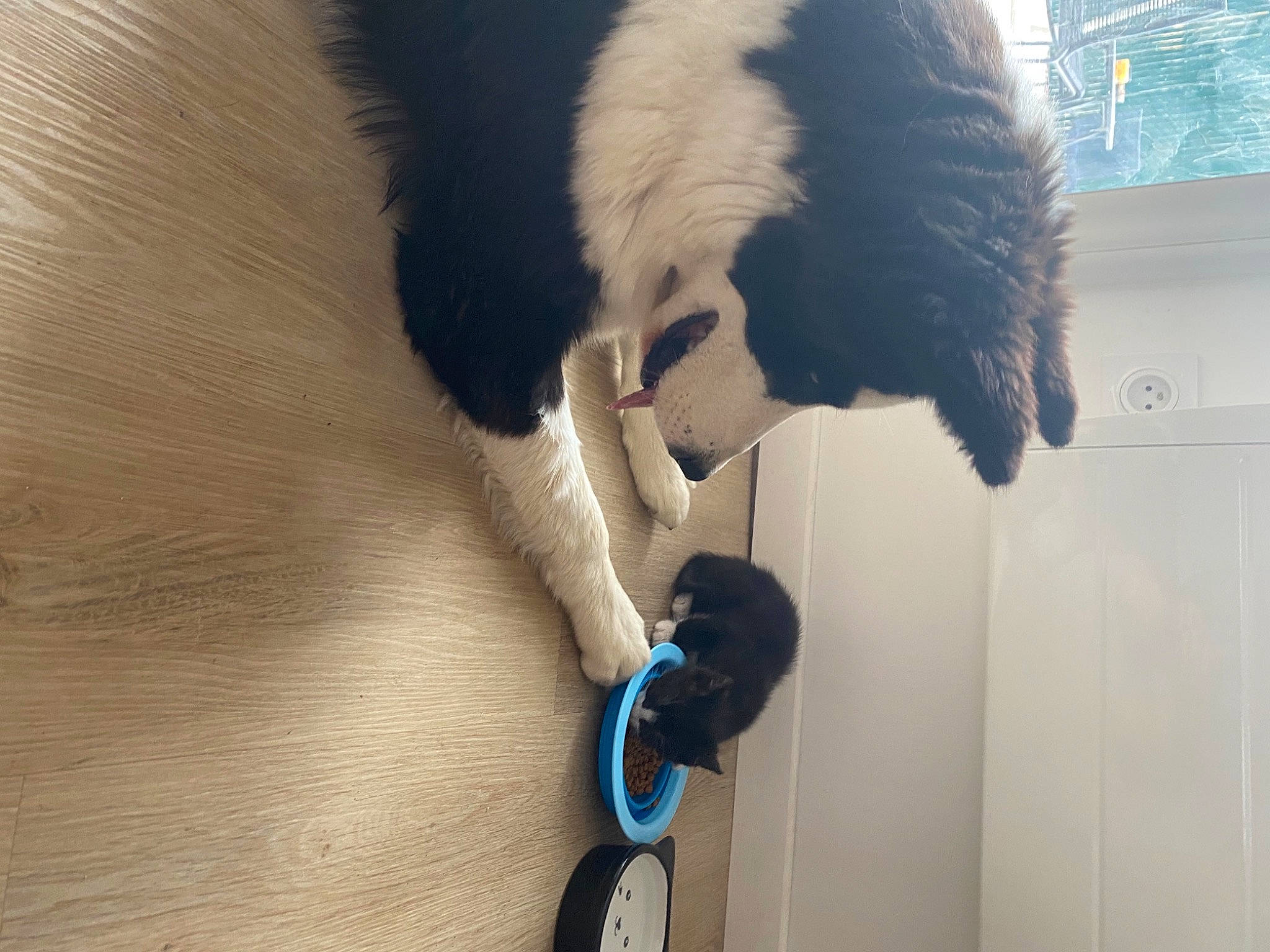 Snow participe au concours pour gagner de l'argent avec cette photo : black, carnivore, ear, electric_blue, eye, felidae, goggles, hair, headgear, human_body, light, neck, small_to_medium_sized_cats, snapshot, snout, tail, textile, toy, wheel, window