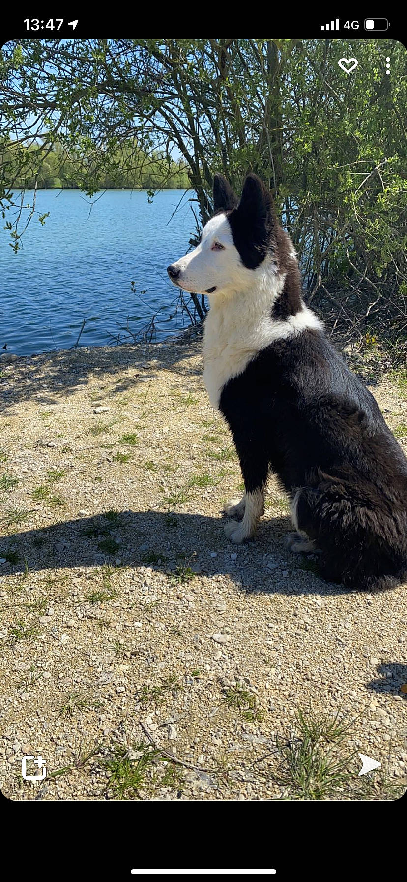 Snow participe au concours pour gagner de l'argent avec cette photo : adventure, carnivore, companion_dog, dog, dog_breed, grass, herding_dog, lake, lake_district, mcnab, plant, reservoir, sky, sporting_group, tail, terrestrial_animal, tree, water, working_animal, working_dog