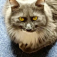 Smokie joined the competition — help win amazing prizes! animal, carpet, cat, closeup, cute, domestic_cat, ears, feline, fluffy, fur, golden_eyes, gray, indoor, mammal, pet, portrait, relaxed, sitting, soft, whiskers