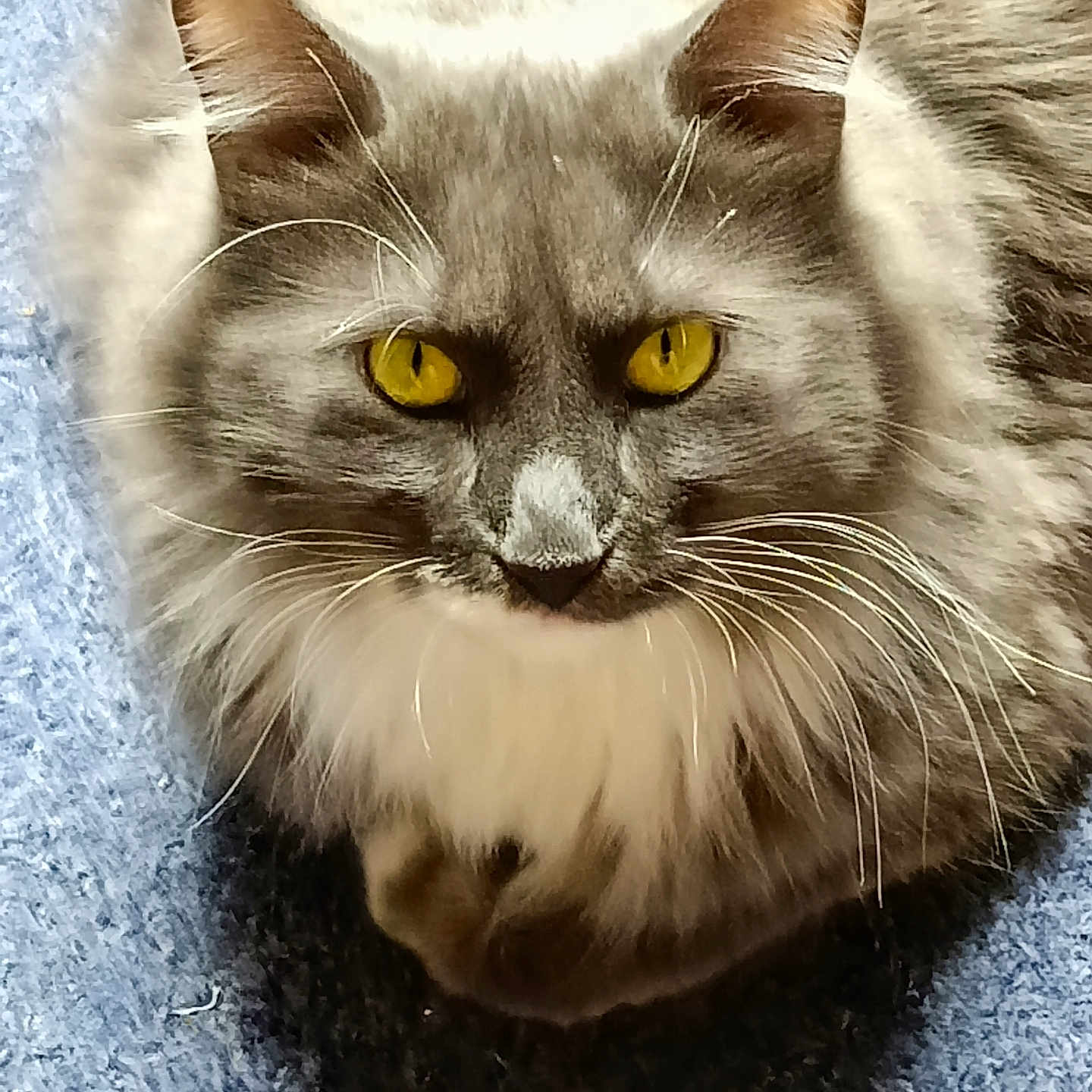 Smokie