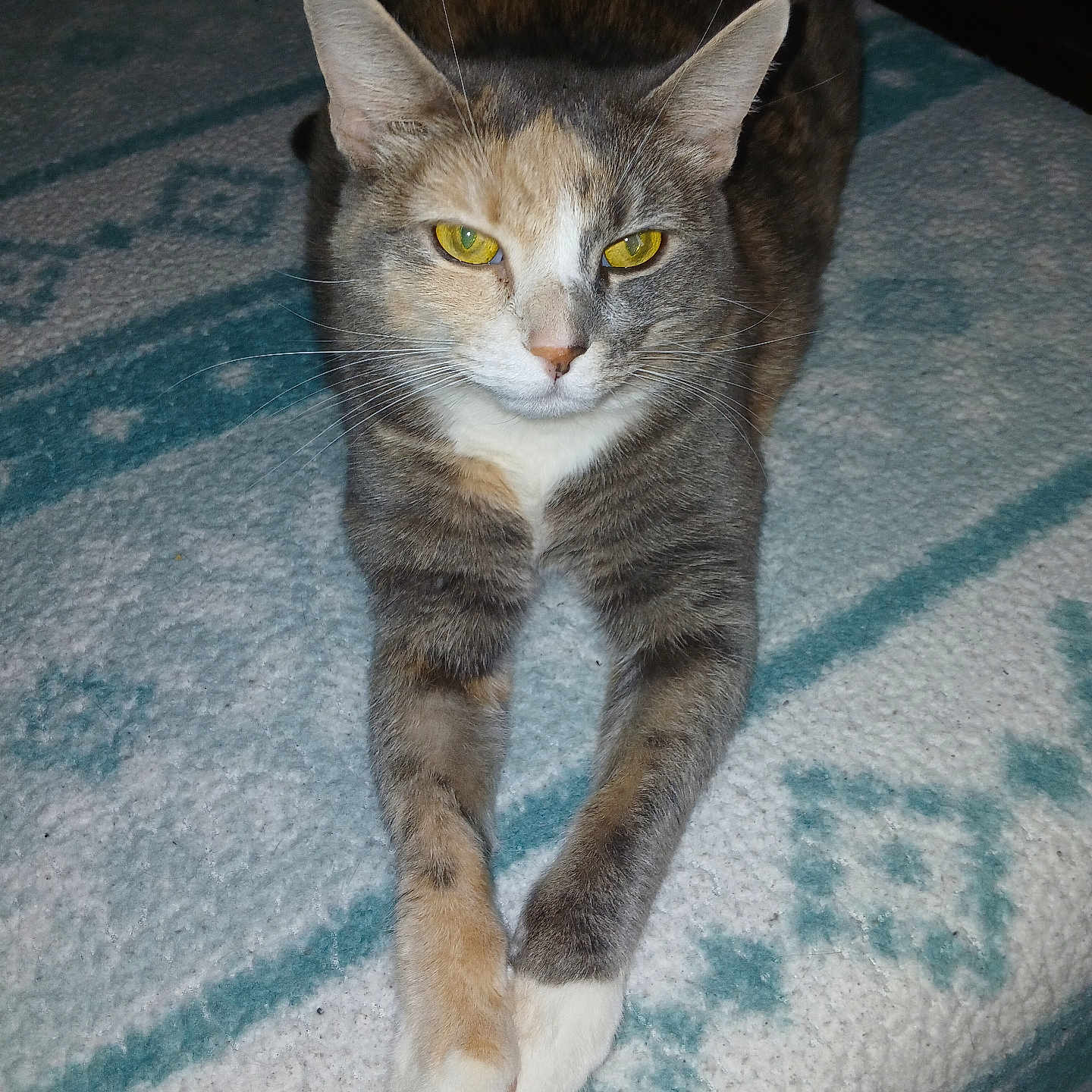 Miss Kitty
