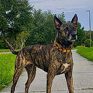 Cookie is registered to the contest to win money with this photo: alert, brindle_coat, calm, canine, collar, daytime, dog, ears_up, grass, nature, outdoor, park, path, pet, quiet, sidewalk, sky, standing, trees, watchful