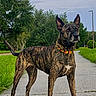alert, brindle_coat, calm, canine, collar, daytime, dog, ears_up, grass, nature, outdoor, park, path, pet, quiet, sidewalk, sky, standing, trees, watchful