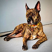 Cookie is registered to the contest to win money with this photo: dog, brindle, collar, pet, animal, indoor, floor, ears, tag, lying_down, canine, mammal, resting, fur, domestic_animal, quiet, watchful, alert, portrait, side_view