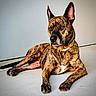 dog, brindle, collar, pet, animal, indoor, floor, ears, tag, lying_down, canine, mammal, resting, fur, domestic_animal, quiet, watchful, alert, portrait, side_view
