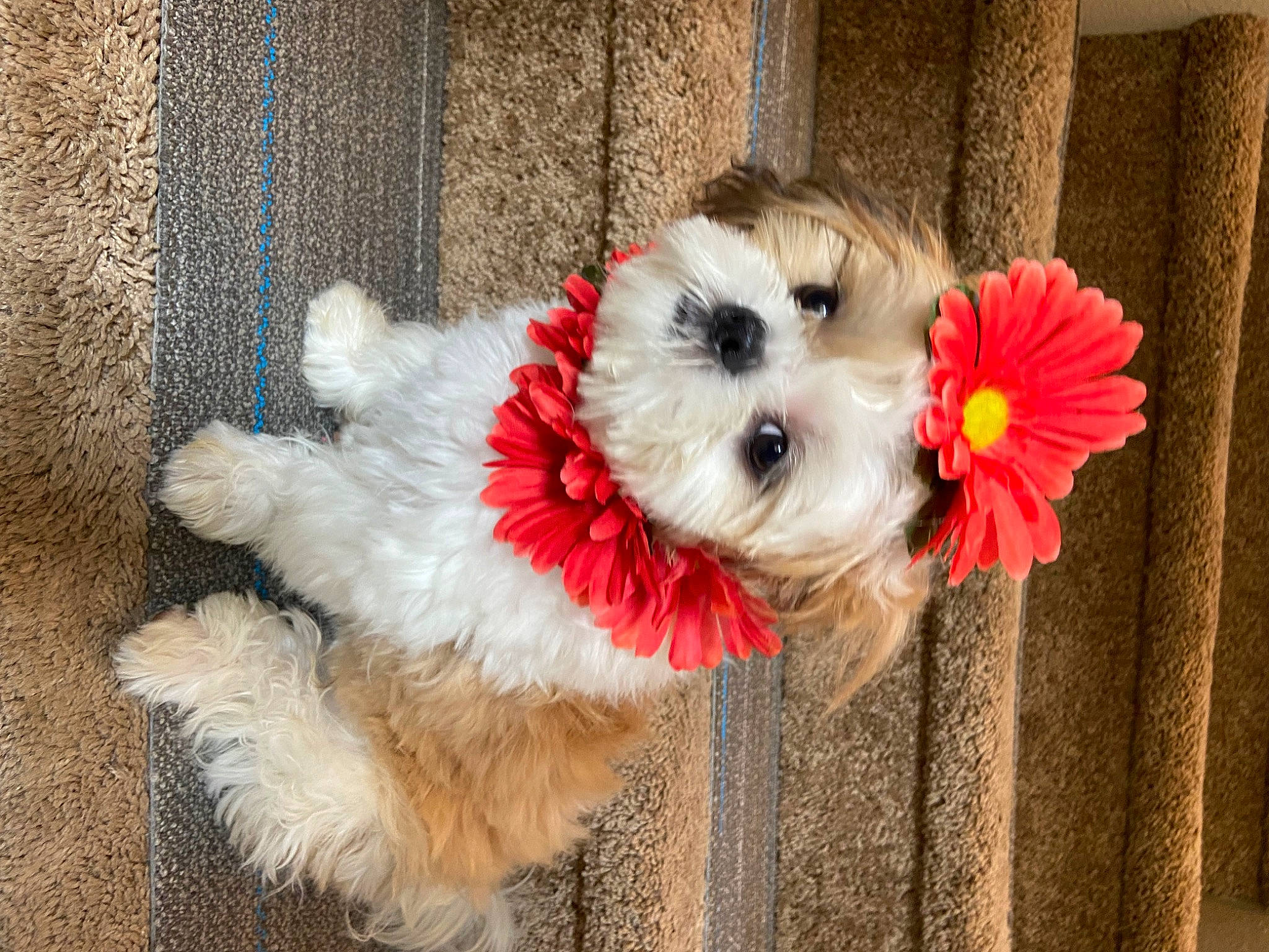 Mima joined the competition — help win amazing prizes! carnivore, collar, companion_dog, dog, dog_breed, dog_clothes, dog_collar, dog_supply, fawn, flower, fur, pet_supply, petal, small_terrier, snout, sporting_group, stuffed_toy, toy, toy_dog, working_animal