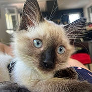 Zélie participe au concours pour gagner de l'argent avec cette photo : kitten, cat, siamese, blue_eyes, whiskers, fur, close_up, indoor, pet, animal, cute, young, relaxed, feline, laying, soft_light, domestic, face, portrait, cozy