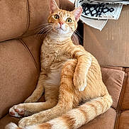 Newt joined the competition — help win amazing prizes! brown_couch, cardboard_box, cat, couch, cozy, domestic, feline, fur, furniture, ginger_cat, home, indoor, orange_tabby, patterned_rug, paw, pet, relaxed, sitting, tail, whiskers