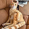 brown_couch, cardboard_box, cat, couch, cozy, domestic, feline, fur, furniture, ginger_cat, home, indoor, orange_tabby, patterned_rug, paw, pet, relaxed, sitting, tail, whiskers