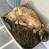 Newt is registered to the contest to win money with this photo: animal, box, cat, companion, cozy, cute, domestic_animal, feline, fur, indoor, orange_tabby, pet, relaxed, resting, sleeping, snuggling, soft, tabby_cat, two_cats, whiskers