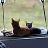 Newt is registered to the contest to win money with this photo: animals, blurred_background, calm, cat, companions, cozy, daylight, domestic_cat, feline, gray_cat, indoor, looking_out, nature_view, orange_cat, pets, relaxing, resting, two_animals, window, window_perch