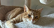 Newt is registered to the contest to win money with this photo: animal, cat, cat_tree, cute, ears, feline, fur, ginger_cat, indoor, lazy, paw, pet, plush, pom_pom, relaxed, resting, sleepy, tabby, toy, whiskers