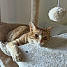 animal, cat, cat_tree, cute, ears, feline, fur, ginger_cat, indoor, lazy, paw, pet, plush, pom_pom, relaxed, resting, sleepy, tabby, toy, whiskers