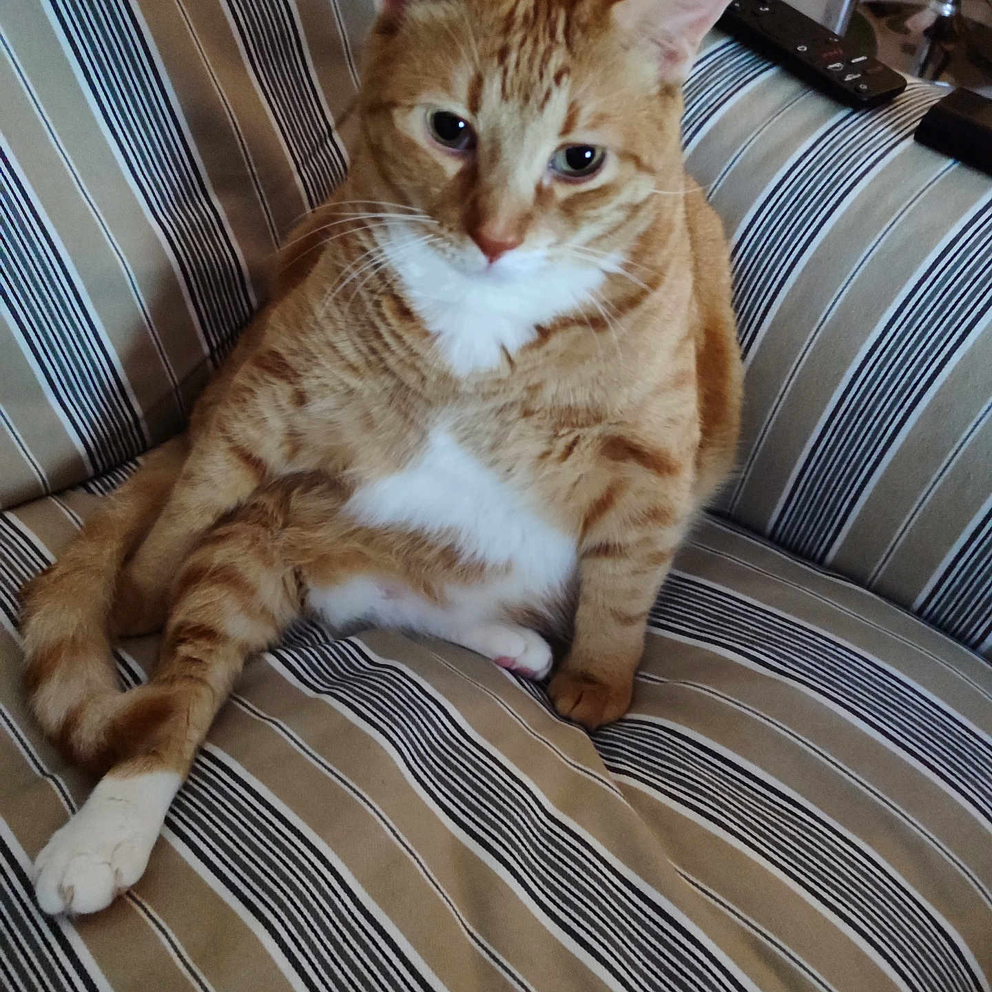 Saru participe au concours pour gagner de l'argent avec cette photo : cat, closeup, curious, domestic_cat, ears, feline, floor_tiles, furniture, home, household, indoor, orange_tabby, pet, relaxed, sitting, striped_couch, striped_pattern, tail, whiskers, white_paws
