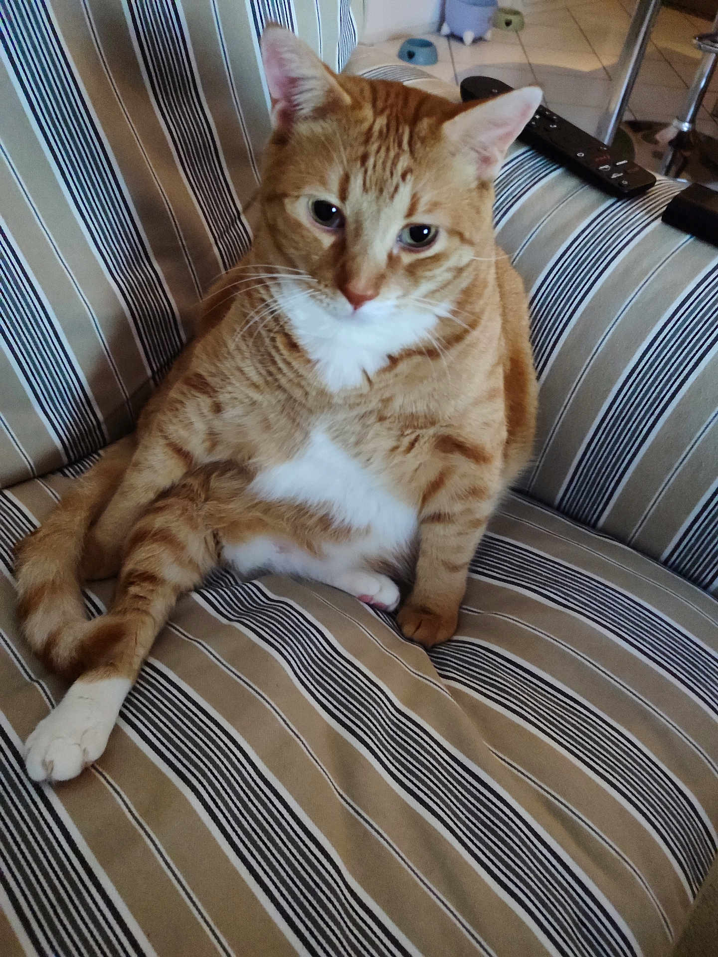 Saru participe au concours pour gagner de l'argent avec cette photo : cat, orange_tabby, striped_couch, indoor, pet, relaxed, sitting, striped_pattern, furniture, white_paws, household, floor_tiles, curious, domestic_cat, feline, whiskers, ears, tail, closeup, home