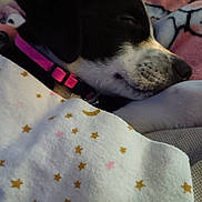 Cookie is registered to the contest to win money with this photo: animal, bed, black_and_white, blanket, close_up, comfort, cozy, cute, dog, domestic, fur, indoor, nap, peaceful, pet, pink_collar, relaxation, resting, sleeping, soft