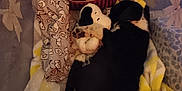 Cookie is registered to the contest to win money with this photo: puppy, dog, plush_toy, snoopy, blanket, container, stuffed_animal, black_and_white, sleeping, cozy, soft, toy_bone, fabric, pattern, resting, indoor, cute, animal, pet, snuggle