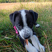 Cookie joined the competition — help win amazing prizes! puppy, dog, black_and_white, grass, outdoor, nature, forest, mountain, collar, chewing, young_dog, animal, canine, playful, close_up, pet, field, summer, daylight, curious