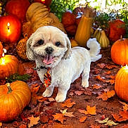 Axle is registered to the contest to win money with this photo: dog, small_dog, white_dog, autumn, fall_leaves, pumpkins, candles, festive_tie, tongue_out, happy, outdoor, seasonal, cute, pet, smiling_dog, leaf_litter, holiday, nature, decor, celebration